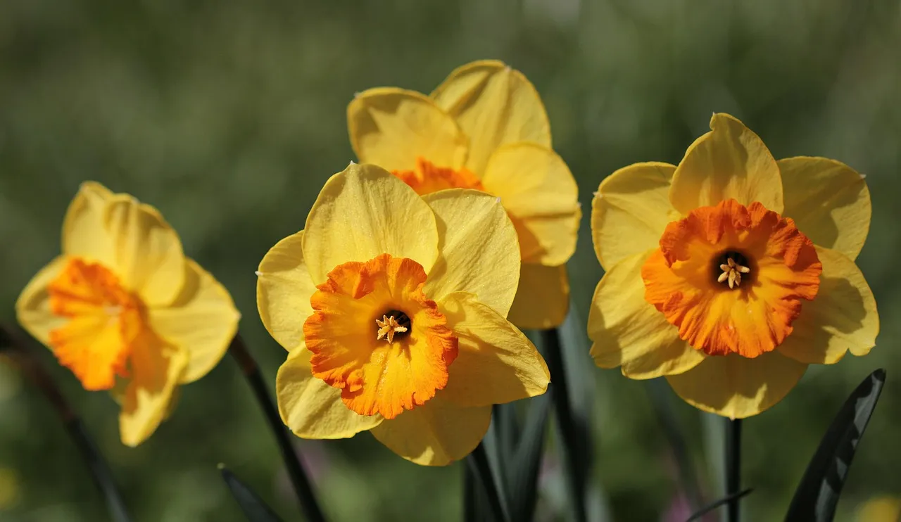 Blue Daffodils and Other Poems by Bryan Owen