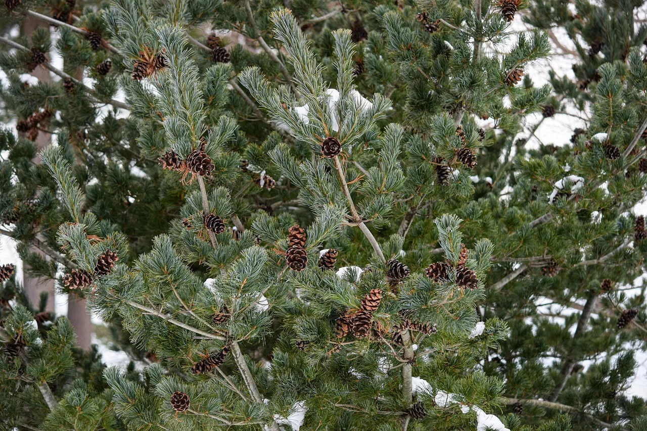 tinsel