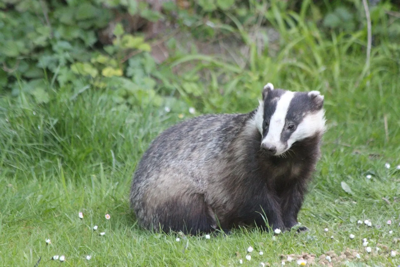 badger